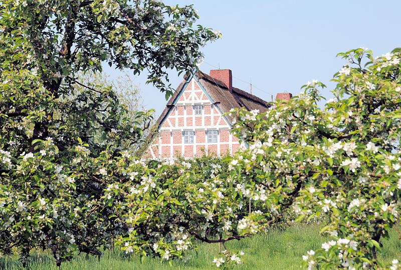 2780_7486 Obsthof zwischen blühenden Obstbäumen im Alten Land. | Fruehlingsfotos aus der Hansestadt Hamburg; Vol. 2